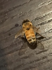 Apis mellifera
