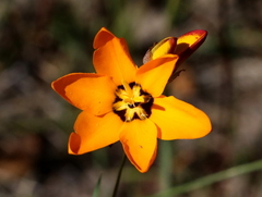 Ixia maculata