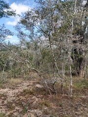 Hymenocardia ulmoides