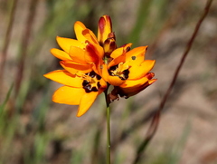 Ixia maculata