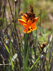Ixia maculata