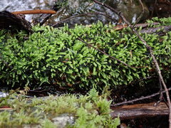 Scleropodium obtusifolium
