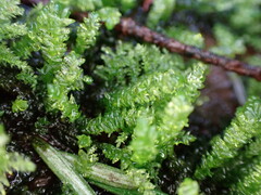 Scleropodium obtusifolium