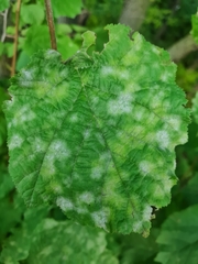 Phyllactinia guttata