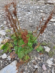 Rumex alpinus