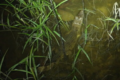 Caiman crocodilus
