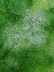Phyllactinia guttata