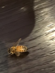 Apis mellifera