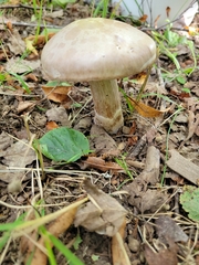Amanita porphyria