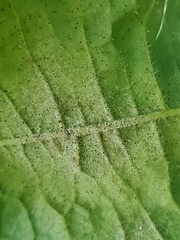 Phyllactinia guttata