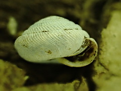 Gastrodonta interna
