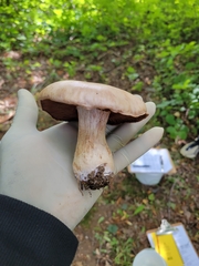 Amanita porphyria