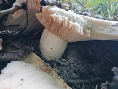 Lactarius controversus