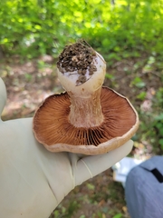 Amanita porphyria