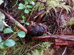 Ciboria rufofusca