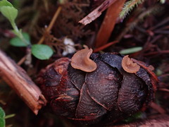 Ciboria rufofusca