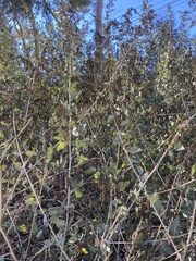 Atriplex lentiformis