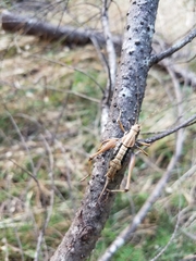 Tettigoniinae