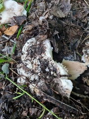 Lactarius controversus