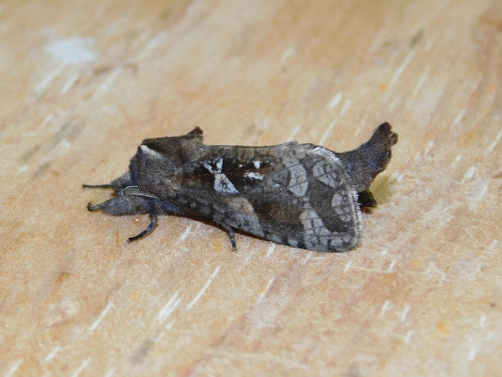 Oreocossus