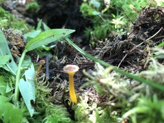 Craterellus tubaeformis