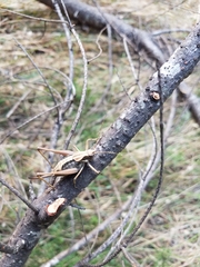Tettigoniinae
