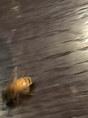 Apis mellifera