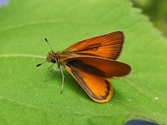 Ancyloxypha arene