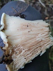 Lactarius controversus