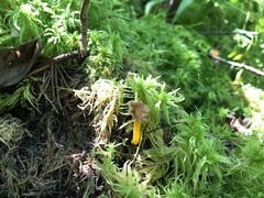 Craterellus tubaeformis