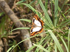 Charaxes protoclea