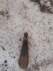 Kalotermes flavicollis