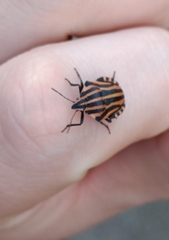 Graphosoma italicum