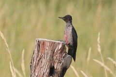 Melanerpes lewis