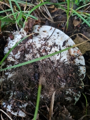 Lactarius controversus