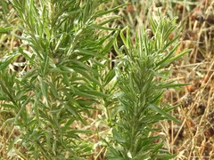 Erigeron bonariensis