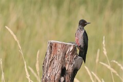 Melanerpes lewis