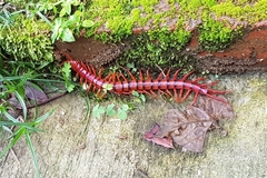 Scolopendra dehaani