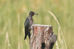 Melanerpes lewis