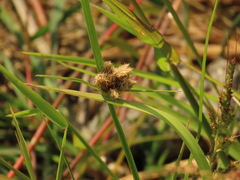 Bolboschoenus maritimus