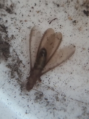 Kalotermes flavicollis