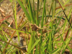 Bolboschoenus maritimus