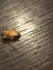 Apis mellifera