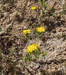 Heterotheca villosa