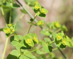 Euphorbia platyphyllos