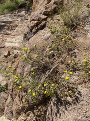 Heterotheca villosa