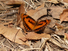 Byblia anvatara acheloia