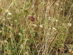 Daucus carota