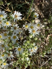 Symphyotrichum lanceolatum