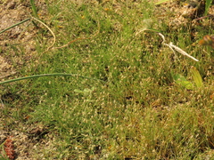 Eleocharis acicularis